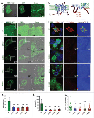 Figure 1. OS-mutants but not TRPV3-Wt have reduced surface expression. (A) Shown are the 3D-reconstituted confocal images of HaCaT cells transiently expressing TRPV3-Wt-GFP. The enlarged image demonstrates the presence of TRPV3 at cell-cell contact sites. (B) Positions of point mutations (G573A, G573S, G573C and W692G) are indicated. (C) The GFP fluorescence (green) alone or merged with DIC are shown. OS-mutants show no localization at the cell surface (cell boundary is indicated by dotted line) and accumulate at the ER. (D) An extracellular loop-specific antibody detects TRPV3 available at the cell surface (red) only in un-permeabilized cells expressing TRPV3-Wt but not in un-permeabilized cells expressing OS-mutants. Intensity of TRPV3staining is provided in the right side. (E-G) expressing OS-mutants have much reduced cell periphery (E), area (F) and are more round in shape (in each case n = 70 cells and p value < 0.001 is considered as significant).