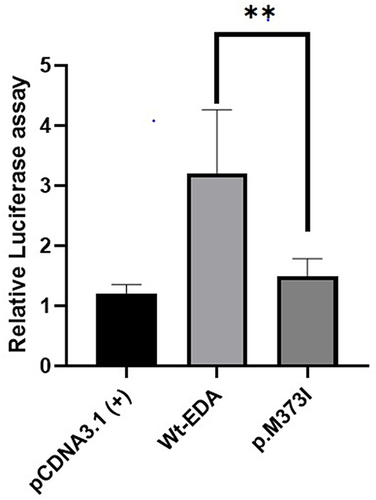 Figure 3 NF- κB transcriptional activation of mutant EDA. The mutant EDA protein attenuated transcriptionalNF-κB activation compared to wild- type EDA. **means p <0 .05 (Student t test).