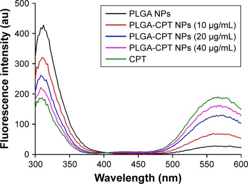 Figure 7 Fluorescence spectra of CYP3A4 in the presence of different concentrations of PLGA-CPT NPs.Abbreviations: CYP3A4, cytochrome P450 enzyme; NP, nanoparticle; PLGA-CPT, camptothecin-encapsulated poly(lactic-co-glycolic acid).