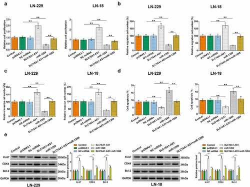 Figure 5. Effects of SLC16A1-AS1 and miR-1269 on GBM behaviors. BrdU and Transwell assays were performed to measure GBM cell proliferation (a), migration (b), and invasion (c). Cell apoptosis assay was performed to detect the apoptosis of (c) LN-229 and (d) LN-18 cells. Western blot was performed to detect protein levels of ki-67, CDK4 and Bcl-2 (e).** p < 0.01.