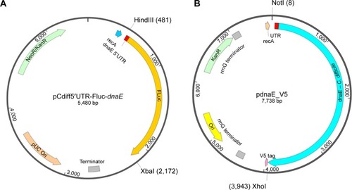 Figure 4 Luciferase reporter and protein expression plasmids.Notes: (A) Representative 5′UTR-modified luciferase reporter plasmid (eg, dnaE); (B) Full-length dnaE expression plasmid.Abbreviation: 5′-UTR, 5-untranslated region.