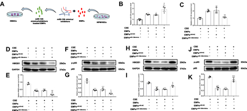 Figure 5 Effect of endothelial microparticles (EMPs)-derived microRNA-126 (miR-126) on cigarette smoke extract (CSE) induced inflammation in human bronchial epithelium cells (HBECs). (A) Treating diagram of EMPsmiR−126 on HBECs; (B) Effect of EMPsmiR−126mimic on miR-126 levels in HBECs with RT-qPCR; (C) Effect of EMPsmiR−126inhibitor on miR-126 levels in HBECs with RT-qPCR; (D) Effect of EMPsmiR−126mimic on relative HMGB1 protein level in HBECs with Western blotting; (E) Statistical analysis for the effect of EMPsmiR−126mimic on relative HMGB1 protein level in HBECs; (F) Effect of EMPsmiR−126mimic on relative phosphorylated-NF-κB p65 (p-p65) protein level in HBECs with Western blotting; (G) Statistical analysis for the effect of EMPsmiR−126mimic on relative p-p65 protein level in HBECs; (H) Effect of EMPsmiR−126inhibitor on relative HMGB1 protein level in HBECs with Western blotting; (I) Statistical analysis for the effect of EMPsmiR−126inhibitor on relative HMGB1 protein level in HBECs; (J) Effect of EMPsmiR−126inhibitor on relative p-p65 protein level in HBECs with Western blotting; (K) Statistical analysis for the effect of EMPsmiR−126inhibitor on relative p-p65 protein level in HBECs. EMPsmiR−126mimic represents EMPs transfected with miR-126 mimics; EMPsmiR−126inhibitor represents EMPs transfected with miR-126 inhibitors; EMPsmiR-NC represents EMPs transfected with miR-NC. Data are presented as the mean ± SEM. *p<0.05 in comparison with CSE group, **p<0.01 in comparison with CSE group, ***p<0.001 in comparison with CSE group, #p<0.05 in comparison with CSE+EMPs group, ##p<0.01 in comparison with CSE+EMPs group, ###p<0.001 in comparison with CSE+EMPs group, &p<0.05 in comparison with CSE+EMPsmiR-NC group, &&p<0.01 in comparison with CSE+EMPsmiR-NC group, &&&p<0.001 in comparison with CSE+EMPsmiR-NC group.