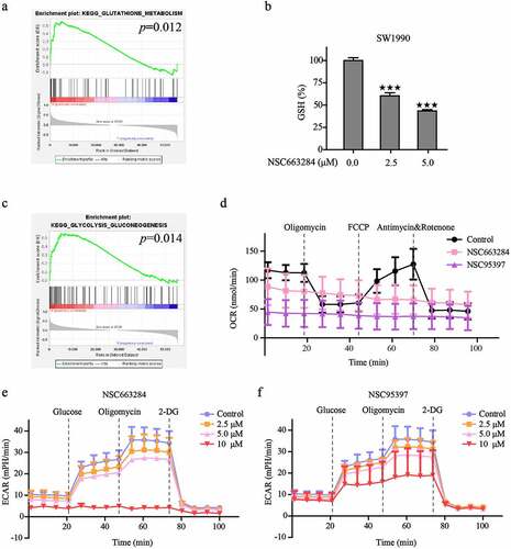 Figure 10. CDC25C regulates mitochondrial respiration and glycolysis metabolism.