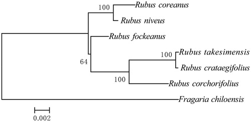 Figure 1. Maximum-likelihood (ML) tree based on conserved collinear blocks of the complete chloroplast genome of Rubus species, using Fragaria chiloensis as an outgroup. The numbers on the node are the fast bootstrap value based on 10,000 replicates. The bar indicates 0.002 mutations per site.