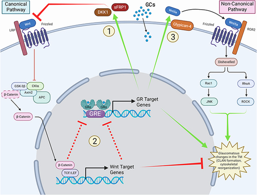 Figure 4 The cross-talk between glucocorticoid receptor and Wnt signaling pathways. The glucocorticoid receptor (GR) signaling pathway and the Wnt signaling pathway cross-talk via 1) glucocorticoid (GC)-induced expression of DKK1 and SFRP1 inhibits the canonical Wnt signaling pathway in the TM; 2) canonical Wnt signaling inhibits GR signaling via unknown mechanisms); 3) GC-induced Wnt5a activates non-canonical Wnt signaling which is mediated by glypican-4.