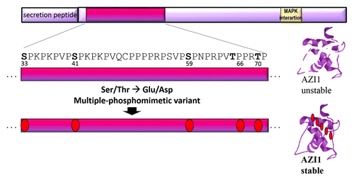 Figure 3. Optimised AZI1 variant proposed for genetic engineering. Top: schematic image of AZI1 primary protein sequence. The region spanning the 5 putative MAPK phosphorylation sites is highlighted and enlarged. Replacing all or a subset of these residues by phosphomimetic amino acids is expected to improve AZI1 protein stability and to make AZI1 protein function independent of MAPK phosphorylation.