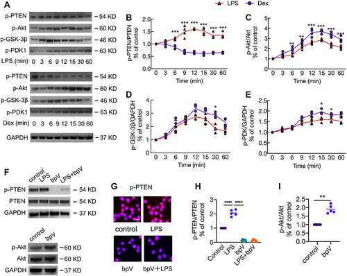 Figure 6 Dex enhanced the activation of Akt signaling by inhibiting PTEN phosphorylation. MH-S cells were stimulated with 10 ng/mL LPS or 100 nM Dex for 3–60 min. (A) Western Blot was performed to detect the phosphorylation of PTEN, Akt, GSK-3β, and PDK1. GAPDH as a loading control. Western Blot analysis of the expression of (B) p-PTEN, (C) p-Akt, (D) p-GSK-3β, and (E) p-PDK1. (n = 3). MH-S cells were cultured with or without the PTEN inhibitor bpV (Pic) 100 nM for 1 hr, followed by the stimulation of LPS 10 ng/mL for another 10 min; or cells were stimulated with bpV (Pic) 100 nM alone for 1 hr. (F) Western Blot and (G) Immunofluorescence was used to analyse the phosphorylation of PTEN and Akt. Western Blot analysis of the expression of (H) p-PTEN and (I) p-Akt. Scale bar: 10 μm. Data were presented as scatter plot with mean (n = 5). *p < 0.05; **p < 0.01, ***p < 0.001, ****p < 0.0001.