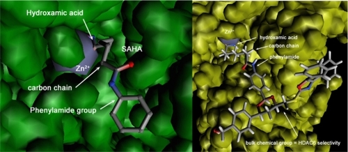 Figure 2 Left panel: X-ray crystallographic data for SAHA bound to HDAC8. The zinc atom in the HDAC active site is shown in grey. The hydroxamic acid group in SAHA is bound to Zn2+, the phenylamide group is outside the enzyme active site, and these two elements are linked by a short carbon chain. Right panel: Modeled tubulin bound to HDAC6. Zn2+in the active site is shown in grey. The hydroxamic acid group in tubulin is bound to the Zn2+, the phenylamide group is outside the enzyme active site and these two elements are linked by a short carbon chain. A bulk chemical entity has been grafted onto the phenylamide part of SAHA to obtain selectivity towards HDAC6 due to specific S-pi interactions from sulfur atom (in yellow).Abbreviations: HDAC, histone deacetylase; SAHA, suberoylanilide hydroxamicacid.
