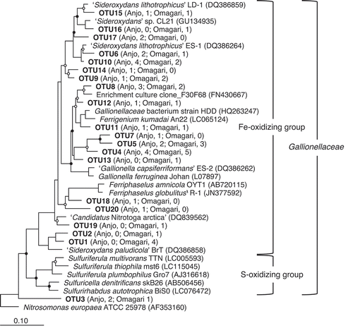 Figure 3. Phylogenetic relationships of 16S rRNA gene sequences retrieved from DGGE bands. Nucleotide sequences (541–543 bp) obtained in the present study were clustered into operational taxonomic units on the basis of 97% similarity. One sequence from each OTU was added in a neighbor-joining tree of the reference sequences (ca. 1400bp) by using the parsimony method of the software package ARB. The numbers in parentheses of each OTU indicate the number of sequences obtained from the Anjo and Omagari fields. Bootstrap values are shown as closed (>75%) and open circles (50–75%). Accession numbers of the references are inserted in parentheses. Nitrosomonas europaea ATCC 25978 is used as the outgroup. Bar, 0.1 substitutions per nucleotide sequence position