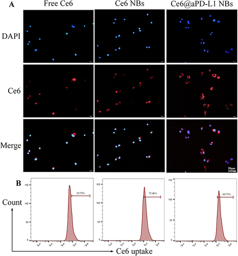 Figure 3 Cellular uptake of Ce6. Different formulation of Ce6 were detected in PC3 cells after treating with ultrasonic irradiation, and the cellular uptake of Ce6 was detected by FSMS (A) and flow cytometry (B). Scale bar = 20µm.