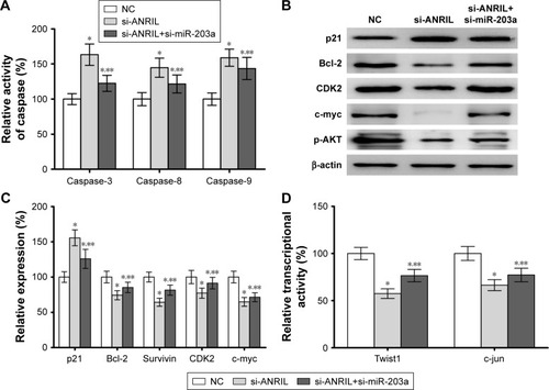Figure 4 Effect of lncRNA ANRIL silencing on the activity of caspase and expression of tumor-related genes in U251 cells.