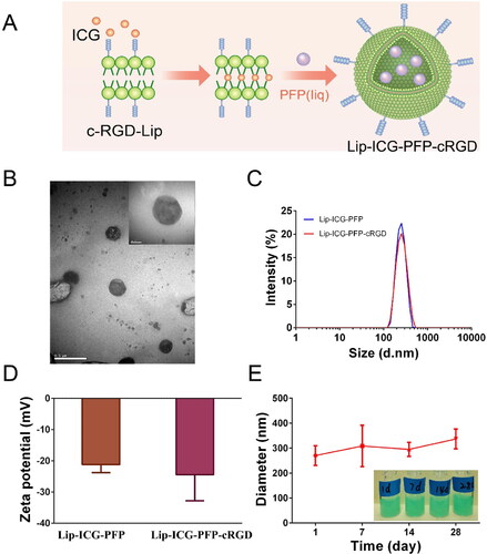 Figure 1. Characterization of nanoparticles. (A) Schematic diagram for the fabrication of Lip-ICG-PFP-cRGD. (B) TEM images of Lip-ICG-PFP-cRGD. (C) Size distribution of Lip-ICG-PFP and Lip-ICG-PFP-cRGD. (D) Zeta potential of the Lip-ICG-PFP and Lip-ICG-PFP-cRGD. (E) Size changes of Lip-ICG-PFP-cRGD at 4 °C for 28 days (n = 3).