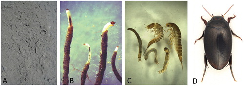 FIGURE 2. Pond-living invertebrates containing ancient carbon released by the glacier. (A) The sediment surface of the pond in Figure 1, showing the numerous tubes in which chironomid larvae are living. (B) Chironomid larvae partly freed from their tubes. (C) Two predacious larvae of the diving beetle Agabus bipustulatus, together with three cylindrical larvae of Tipulidae (Diptera). (D) Adult predacious diving beetle, Agabus bipustulatus.