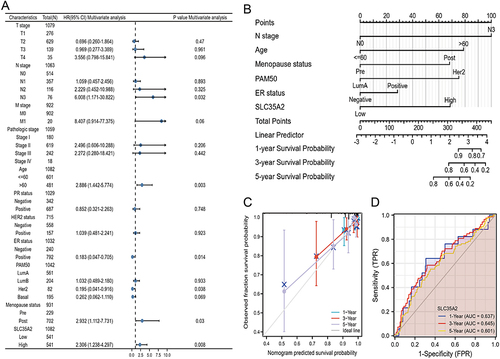Figure 5 Prognostic modeling of SLC35A2 in breast cancer. (A) OS forest plot based on multivariate Cox analysis. (B) Nomograms for predicting the OS of 1, 3, 5 years for breast cancer patients. (C) The calibration curve of the nomogram for predicting the OS of breast cancer patients at one year, three years, and five years. (D) Time-dependent ROC curve.