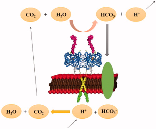 Figure 2. pH regulation of carbonic anhydrase enzymes in tumour cells.