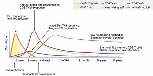 Figure 1. Overview of the immune responses to YF-17D vaccination. Kinetics of viral replication and the innate & specific immune response, illustrating the acute response and the long-term persistence of immune memory consisting of neutralizing antibodies and memory T cells