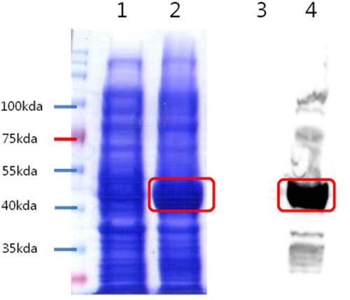 Figure 1. Confirmation of recombinant protein expression (UreA). Notes: Results of SDS-PAGE and western-blot analysis of Urease A. pET32a-UreaseA: 51 kDa. SDS-PAGE, Lane 1,3- Before induction; 2,4- Before induction.
