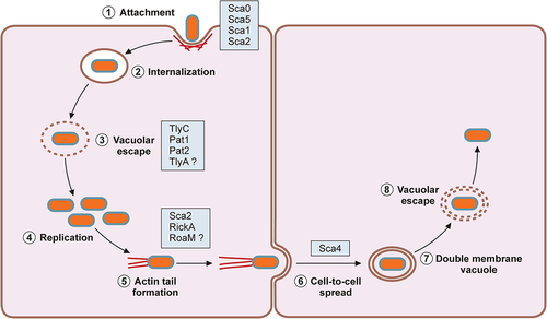 Figure 1. Rickettsial intracellular lifecycle.