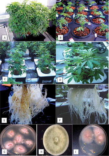 Fig. 1 (Colour online) Hydroponic production of Cannabis sativa. (a) Source (mother) plant for vegetative propagation from which cuttings were obtained; (b) Rooted cuttings in pots filled with clay pellets placed on a propagation bench suspended over a recirculating hydroponic nutrient solution; (c) Plants growing in tubs containing hydroponic nutrient solution. (d) Close-up of healthy plant; (e) Symptoms of browning indicative of root infection; (f) Healthy root system; (g) Colonies of Fusarium oxysporum growing from infected root pieces on PDA; (h) Colony of Pythium sp. on PDA originating from infected roots; (i) Colonies of F. oxysporum recovered from hydroponic nutrient solution.