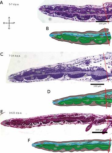 Figure 7. Sagittal sections of arms of A. squamata during advanced regenerative stages, each shown as histological section (above) and as schematic drawing (below). The distal end of the regenerate is on the left in all cases. (A, B) 5–7 days p.a. (C, D) 7–14 days p.a. (E, F) 14–21 days p.a. Staining of A, C and E: crystal violet and basic fuchsin. Abbreviations: A, aboral side; as, aboral plate; ct, coelothelium; D, distal side; es, epineural sinus; hn, hyponeural component of the RNC; nc, cellular ectoneural component of the RNC; nf, fibrous ectoneural component of the RNC; O, oral side; os, oral plate; P, proximal side; rwc, radial water canal; sc, somatocoel; tf, tube foot; to, terminal ossicle; ttf, terminal tube foot; v, vertebra. Red lines mark the planes of amputation. B, D and F made with GIMP.