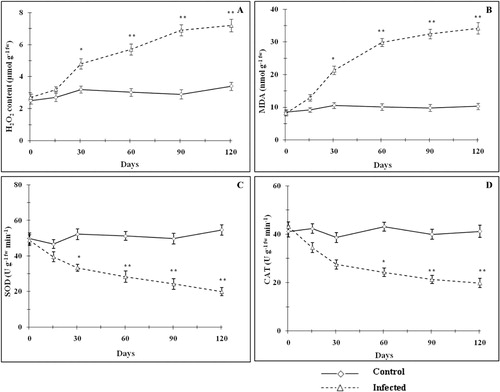 Figure 5. Effect of mite infestation on H2O2 content (A), lipid peroxidation (B), SOD (C), and CAT (D) status. SOD unit, ‘U’ is defined as the µmoles inhibition of nitro blue tetrazolium chloride reduction per minute. CAT unit, ‘U’ is defined as µmoles of H2O2 consumed per minute. Values are expressed as mean ± SD. *Values differ significantly (p < 0.05) from control. **Values differ significantly (p < 0.01) from control.