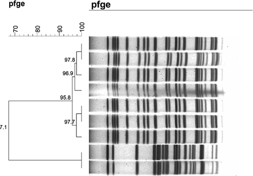 Figure 1 Dendrogram of PFGE patterns of chromosomal DNA restriction fragments from 9 K. pneumoniae isolates in present study.