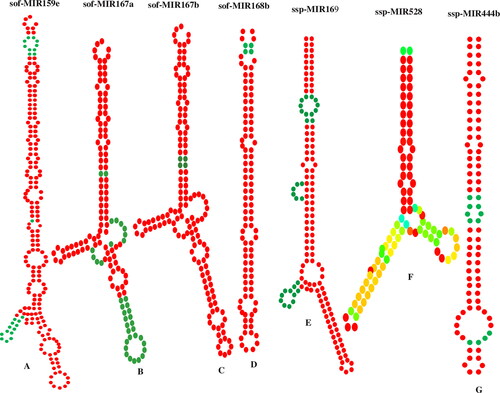 Figure 8. Predicted secondary structures of computationally recognised precursor miRNAs in sugarcane species. Seven pre-miRNA secondary structures were predicted in this study.