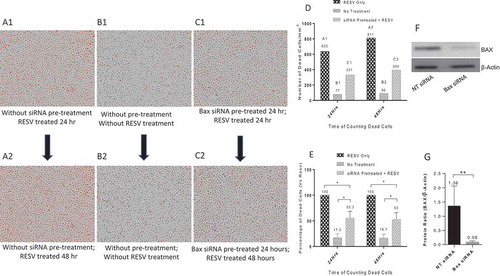 Figure 6. Protective effects of Bax siRNA in primary human MDMs. A1: RESV treated for 24 hr; A2: RESV treated for 48 hr; B1: No RESV treatment 24 hr; B2: No RESV treatment 48 hr; C1: Pretreated with 20 nM Bax siRNA and 1.0 µl DharmaFECT 3 for 24 hr then RESV treated for 24 hr; C2: Pretreated with 20 nM Bax siRNA and 1.0 µl DharmaFECT 3 for 24 hr then RESV treated for 48 hr. D: Number of dead cells in A1, B1, C1 and A2, B2, C2; information was directly retrieved from IncuCyte®. E: Percentage of dead cells compared to RESV treated; the mean value and standard deviations were calculated using Microsoft Excel (n = 3). F: Representative Western blot analysis of primary human MDMs transfected with 20 nM Bax siRNA and 1.0 µl DharmaFECT 3 for 48 hr. G: Densitometry analysis of BAX and β-Actin protein bands from three independent Western blot experiments. The results shown are mean ± SD (n = 3). * indicates p ≤ 0.05. ** indicates p ≤ 0.01.