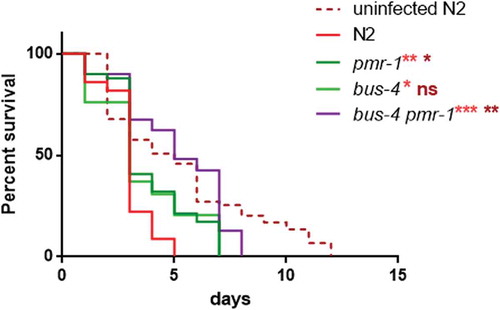 Figure 9. Lifespan analysis.Kaplan-Meier survival plot of infected and uninfected N2 and bus-4 worms, after 48 h of RNAi, infected with S. aureus. n = 60 for each data point of single experiments. Asterisks indicate significant differences (*p < 0.05; **p < 0.01, ***p < 0.001).