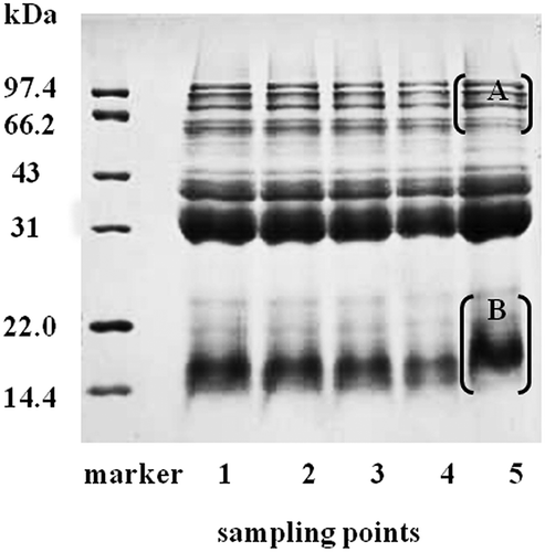 Figure 3. SDS-PAGE profiles of the total protein in the fresh noodle processing.