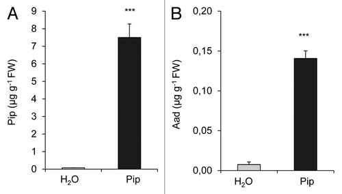 Figure 4. Exogenous pipecolic acid supplied to tobacco plants via the roots is transported to leaves and leads to a slight rise of leaf Aad levels. Leaf contents of (A) Pip and (B) Aad in leaves of tobacco plants 1 d after supplying 10 µmol Pip (10 ml of a 1 mM solution) or 10 ml of H2O via the roots. Light bars: H2O-treated plants; dark bars: Pip-treated plants. Values represent the mean ± SD of 3 replicate samples. Asterisks denote statistically significant differences between samples (***: p < 0.001; 2-tailed t-test).