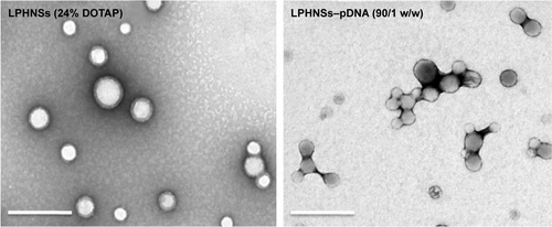 Figure S2 Microscopic analysis. EFTEM analysis of LPHNSs and LPHNS–pDNA complex. Scale bar represents 0.5 µm.Abbreviations: EFTEM, energy-filtered transmission electron microscopy; LPHNSs, lipid–polymer hybrid nanospheres; pDNA, plasmid DNA; DOTAP, 1,2-di-(9Z-octadecenoyl)-3-trimethylammonium-propane (chloride salt); w/w, weight/weight.