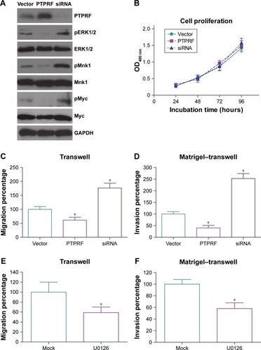 Figure 3 PTPRF suppresses gastric adenocarcinoma progression by downregulating ERK activation.