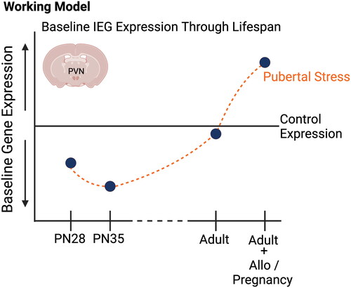 Figure 4. Schematic summarizing our findings on the influence of pubertal stress on the transcriptome of the developing and adult hypothalamus. Through prior and current findings, we have demonstrated that baseline gene expression for a set of immediate early genes in the paraventricular nucleus of the hypothalamus is sensitive to pubertal stress (chronic variable stress from postnatal days 21–34) both during the stress exposure and in adulthood. Of note, all IEG mRNA expression differences were measured in non-stimulated, baseline conditions, and so may represent how the PVN is poised to respond to stimuli. Generally, baseline IEG mRNA expression is decreased during the pubertal stress time period in CVS mice relative to Controls. Whether adult mice are pregnant or are exposed to allopregnanolone, there is an increase in baseline IEG expression in females. This suggests that the PVN is poised to respond differently, which we have observed in the form of a blunted glucocorticoid response to restraint in adulthood under allopregnanolone or pregnancy. Our new findings provide support for a role of baseline IEG expression in the mechanism underlying the lasting effect of pubertal stress on the PVN. Created with BioRender.com.