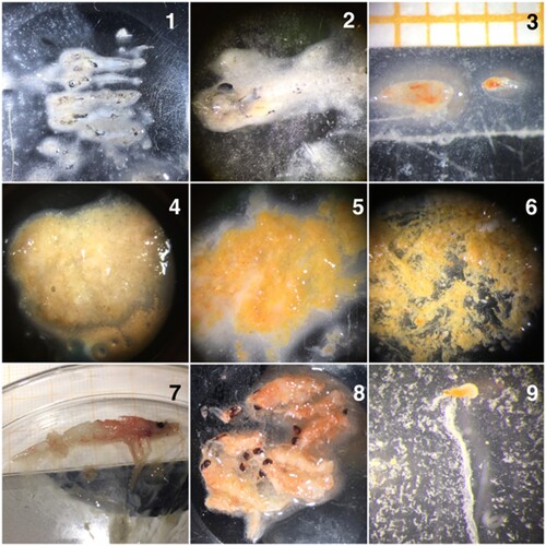 Figure 2. Images of recorded prey items found during stomach analyses of juvenile mackerel. 1 and 2 – Fish larvae, 3 – C. finmarchicus and Temora sp., 4 and 5 – digested prey, 6 – mix of Appenducularia and copepods, 7 and 8 – Euphausiids (krill) and 9 – Appendicularia individuals.