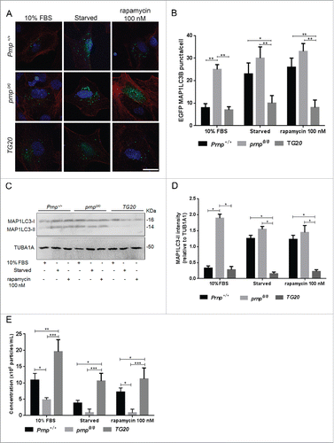 Figure 4. PRNP expression controls autophagy and exosome secretion. (A) Fluorescence microscopy analysis of EGFP-MAP1LC3B puncta (green) with nuclear staining (DRAQ5, blue) in representative Prnp+/+, prnp0/0 and TG20 cells transfected with a EGFP-MAP1LC3B expression vector and cultured under serum-replete (10% FBS), serum-free, or rapamycin-treated (100 nM) conditions. Scale bar: 10 μm. (B) Histogram represents the average number of EGFP-MAP1LC3B puncta/cell ± SD from 3 independent experiments. At least 100 cells were analyzed per condition. (C) Western blot analysis of MAP1LC3-II (14 kDa) expression in cell extracts isolated from Prnp+/+, Prnp0/0 and TG20 astrocytes grown in 10% FBS, serum-free (0% FBS), or rapamycin-treated (100 nM) conditions for 24 h. TUB1A1 was used as a loading control. (D) Histogram shows densitometry analysis of MAP1LC3-II expression relative to TUB1A1 expression. (E) NTA quantification of exosome concentration in the CM of Prnp+/+ and prnp0/0 astrocytes cultured in 10% FBS, serum-free or rapamycin-treated (100 nM) conditions. Data represent the mean ± SD from at least 3 independent experiments. Two-way ANOVA and Tukey's post hoc test were used to assess statistical significance. *P < 0 .05, **P < 0 .01, *** P < 0 .001.