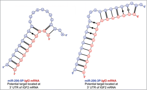 Figure 3. Predicted binding sites of miR-206 in the 3′-UTR of IGF2 mRNA.
