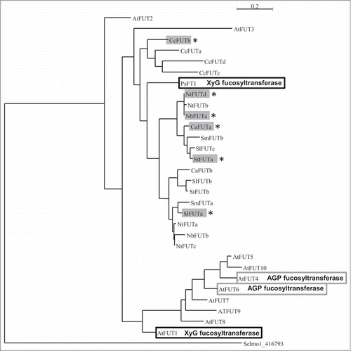 Figure 3. Phylogenic tree showing the relationships between the AtFUT family and the 19 sequences retrieved in the coffee and the Solanaceae genomes. The tree was generated with MUSCLE for alignment (full processing mode), Gblocks for curation and then built with PhyML (model: WAG; Statistical: alrt; Number of categories: 4; Gamma: estimated; invariable sites: estimated) and rendered with Tree dyn. Black boxed sequences correspond to XyG fucosyltransferases, empty gray boxes correspond to AGP fucosyltransferases and painted gray boxes with * correspond to the sequences used for the alignment presented in Figure 2. A. thaliana (At), S. lycopersicum (Sl), S. tuberosum (St), N. benthamiana (Nb), N. tabacum (Nt), C. annuum (Ca), C. canephora (Cc), P. sativum (Ps), Selaginella moellendorffii (Selmo).