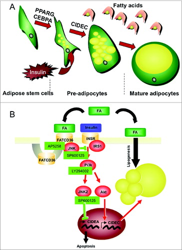 Figure 8. Schematic representation of adipogenesis (A) and modulation of related signaling pathways by FAT/CD36 (B). Committed adipose stem cells (ASCs), i.e., adipose proliferative precursors, are induced to differentiate by sequential activation of peroxisome-proliferator activator receptor gamma (PPARG) and CCAAT/enhancer binding protein α (CEBPA) transcription factors. Then adipose cells differentiate in presence of insulin which acts through (1) transcriptional activation of cell death-inducing DFFA-like effector c (CIDEC) which is involved in lipid droplet structuration and (2) through transcriptional inhibition of another lipid droplet associated protein, cell death-inducing DFFA-like effector a (CIDEA) to maintain cell survival.8 Thus insulin promotes adipogenesis through indirect activation of lipogenesis and cell survival. In adipocytes lipogenesis results from a rapid uptake of fatty acids (FA) stored in lipid droplets which increase in size and finally fuse into a unique and large droplet in mature adipocytes. FATCD36 may act as a regulator of insulin signaling pathway through inhibition of insulin signaling by activation Jun-NH2 kinase (JNK).64 Other abbreviations: INSR, insulin receptor; IRS1: insulin receptor substrate 1; Pi3k, Pi3kinase. Specific inhibitors of FATCD36, JNK and Pi3k used were AP5258, SP60025 and LY29400125, respectively.