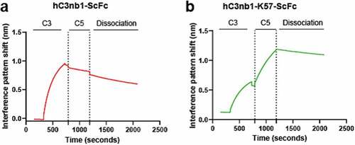 Figure 9. Bilayer interferometry confirms simultaneous binding to C3 and C5 by the VHH-knob domain fusion protein.Panel (a) shows hC3nb1-ScFc binding to C3 with no subsequent binding following addition of C5. Panel (b) the hC3nb1-K57-ScFc knob fusion shows binding to C3 and C5 indicating formation of a ternary complex.