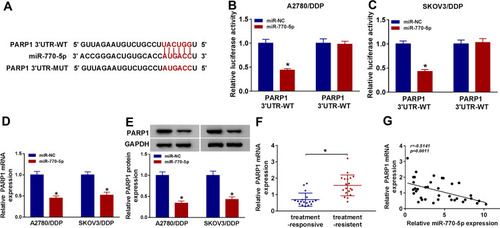 Figure 5 PARP1 is a target of miR-770-5p in cisplatin-resistant ovarian cancer cells. (A) StarBase online predicted the binding sites of miR-770-5p and PARP1. (B and C) Luciferase activity was analyzed in A2780/DDP and SKOV3/DDP cells co-transfected with PARP1 3ʹUTR-WT or PARP1 3ʹUTR-MUT and miR-NC or miR-770-5p. (D and E) The mRNA and protein levels of PARP1 were measured in A2780/DDP and SKOV3/DDP cells transfected with miR-NC or miR-770-5p by qRT-PCR and Western blot. (F) The expression of PARP1 mRNA was detected in cisplatin-sensitive (n=18) and cisplatin-resistant ovarian cancer tissues (n=19) by qRT-PCR. (G) The linear correlation between the expression of PARP1 mRNA and miR-770-5p in ovarian cancer tissues was analyzed. The difference was compared with the indicated control group and analyzed via Student’s t-test or ANOVA followed via Tukey post hoc test. *P<0.05.