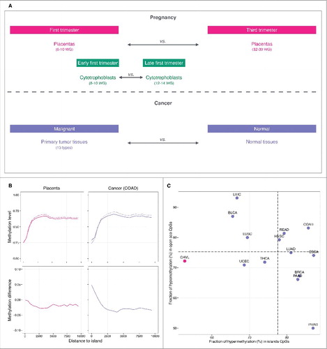 Figure 1. Comparison of DNA methylation in placenta and cancer. (A) Design of the study. (B) Top: methylation level plotted against the distance to the nearest CpG island. In pink, the solid line denotes first trimester and the dashed line denotes third trimester chorionic villi samples. In purple, the solid line denotes colon adenocarcinoma tumor samples and the dashed line denotes corresponding normal tissue samples. Bottom: methylation difference in first vs. third trimester chorionic villi samples (pink) and tumor vs. normal tissue samples (purple). (C) Fraction of hypermethylation (hypermethylation alterations / total alterations) in island CpGs (x-axis) vs. fraction of hypomethylation (hypomethylation alterations / total alterations) in open sea CpGs (y-axis) in placenta (pink) and cancer samples (purple). CpGs were classified as altered if they displayed an absolute methylation difference >0.05 with a FDR q-value < 0.05. Horizontal and vertical dashed lines represent average fractions in cancer. Abbreviations as in Table 1.