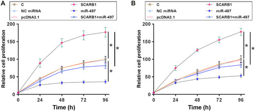 Figure 4 Overexpression of circRNA SCARB1 increased HCC cell proliferation through miR-497. CCK-8 assay was performed to analyze the effects of overexpression of circRNA SCARB1 and miR-497 on the proliferation of SNU-423 (A) and SNU-387 cells (B). Mean ± SD values were used to express data of three biological replicates of in vitro cell experiments. *p < 0.05.