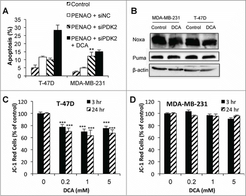 Figure 5. DCA can enhance apoptosis via off-target mechanisms. (A) Apoptosis in T-47D and MDA-MB-231 cells after 48 hr 2 μM PENAO treatment +/− 5 mM DCA in control (siNC) and siPDK2 cells (PDK protein expression 48 hr post-transfection with siPDK2 are shown in Fig. 2 ). (B) Noxa and Puma expression after 24 hr 5 mM DCA treatment. (C and D) Mitochondrial membrane potential (JC-1 red indicates presence of MMP) in (C) T-47D cells and (D) MDA-MB-231 cells after 3 and 24 hr treatment with 0.2–5 mM DCA. **P < 0.01 vs PENAO + siNC; *** P < 0.001 vs control.