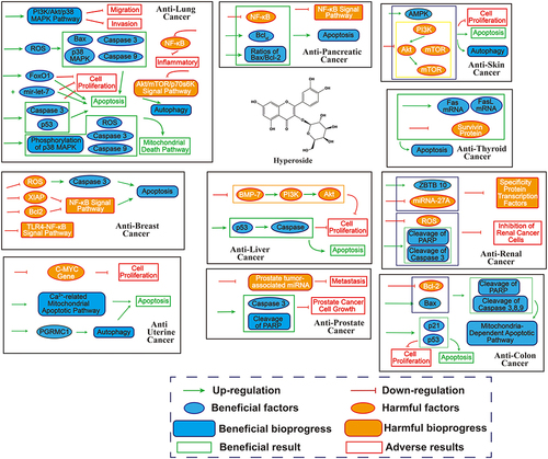 Figure 4 The possible molecular mechanisms of hyperoside in anti-cancer (breast, lung, pancreatic, skin, thyroid, renal, colon, liver, prostate and uterine).