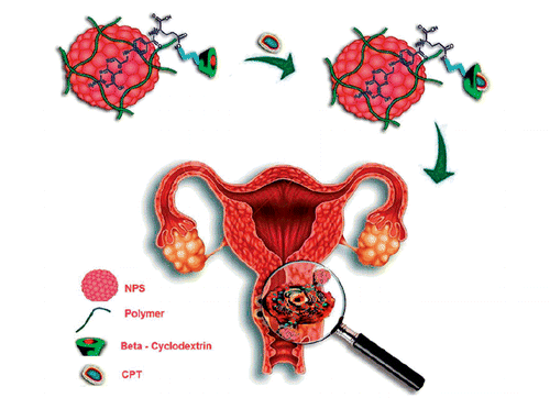 Scheme 2. Summary of the work carried out. Ni–Zn ferrite magnetic nanocarrier coated with Dx-CD-FA is shown in which CPT is loaded.