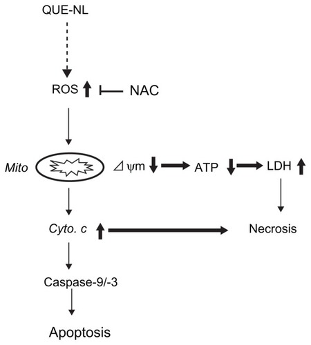 Figure 7 Diagram of mechanisms underlying the synergy between QUE-NL induced necrosis.Abbreviations: LDH, lactate dehydrogenase; NAC, N-acetylcysteine; ROS, reactive oxygen species; QUE, quercetin; QUE-NL, nanoliposomes; ATP, adenosine triphosphate.