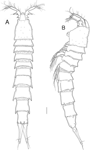 Figure 1.  Isocletopsyllus maximus sp. nov. Female (paratype): A, habitus, dorsal; B, habitus, lateral. Scale bar=100 µm.