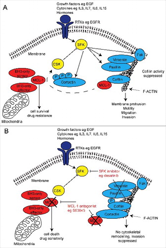 Figure 2. Schematic diagram of a putative mechanism for MCL-1 regulation of SRC family kinase signalling in invasive cancer cells and dual therapeutic strategy. (A) Receptor tyrosine kinase (RTK) activation induces SRC family kinase (SFK) signalling and its targets important for cytoskeletal invasion by cancer cells. MCL-1 binds and prevents serine 3 phosphorylation of Cofilin, which may prevent Cortactin inhibition of Cofilin, permitting cytoskeletal (F-actin) remodelling and cellular invasion. MCL-1 modulates the output of the SRC family kinases (eg Vimentin, Paxillin, FAK and CSK) via an unknown mechanism promotes cellular invasion. (B) MCL-1 antagonism using pharmaceutical inhibition (eg S63845) may allow Cortactin inhibition of Cofilin activity thereby preventing its cytoskeletal remodelling function and also alters the output of the SRC family kinases. When combined with SRC family kinase inhibitors (eg dasatinib, saracatinib and bosutinib), MCL-1 inhibition suppresses invasion while simultaneously induce cell death and increasing drug sensitivity.