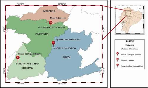 Figure 1. Map of Ecuador showing the sampling samples of P. incana and P. racemosa in this study. (A) Illinizas Ecological Reserve, (B) Mojanda Lagoon and (C) Cayambe-Coca National Park. Obtained from ArcGIS (Geographic Information System) Software by Esri (Environmental Systems Research Institute) for Windows, version 10.5 × 64 Bits. (Release 10. Redlands, California)